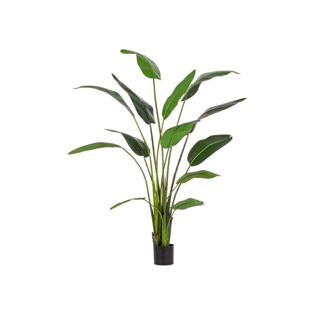 PIANTA STRELITZIA C-VASO 13 FOGLIE H.235